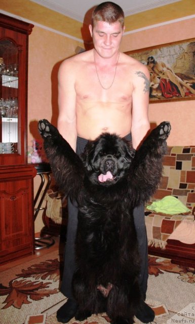 Фото: ньюфаундленд N'yufort Magiya Lyubvi (Ньюфорт Магия Любви)