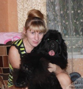 Фото: ньюфаундленд N'yufort Magiya Lyubvi (Ньюфорт Магия Любви)