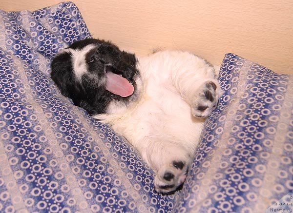 Фото: ньюфаундленд Super Bizon Ekaterinburg (Супер Бизон Екатеринбург)