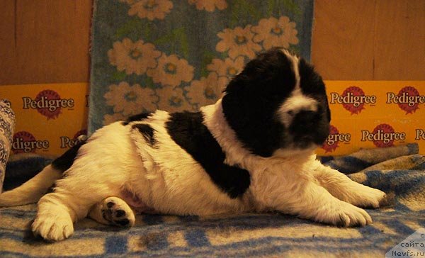 Фото: ньюфаундленд Super Bizon Ekaterinburg (Супер Бизон Екатеринбург)