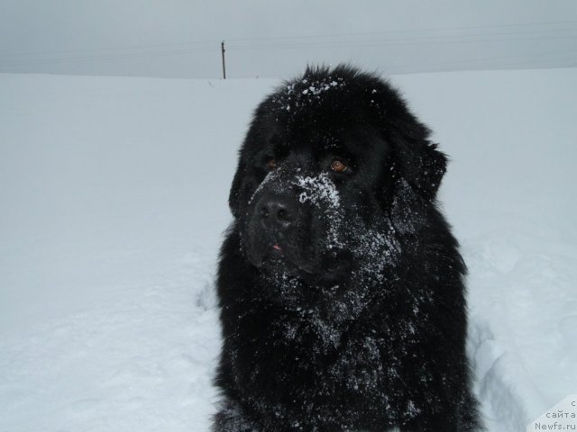 Фото: ньюфаундленд N'yufort Lunnyiy Barhat (Ньюфорт Лунный Бархат)