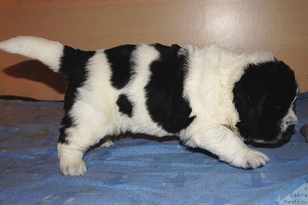 Фото: ньюфаундленд Super Bizon Ekaterinburg (Супер Бизон Екатеринбург)