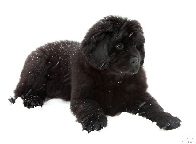Фото: ньюфаундленд Osoba Statnaya iz Medvej'ego YAra (Особа Статная из Медвежьего Яра), ньюфаундленд Osoba Statnaya iz Medvej'ego YAra (Особа Статная из Медвежьего Яра)