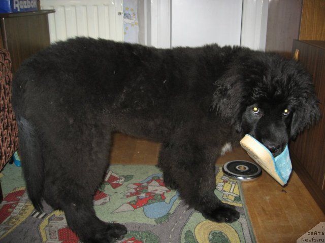 Фото: ньюфаундленд Smigar SHepot Nevskoy Volnyi (Смигар Шепот Невской Волны)