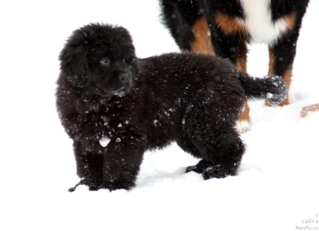Фото: ньюфаундленд Osoba Statnaya iz Medvej'ego YAra (Особа Статная из Медвежьего Яра)
