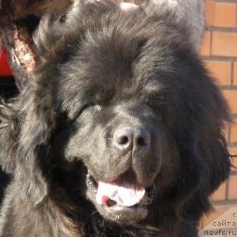 Фото: ньюфаундленд Plyushevaya Panda Nikolleta (Плюшевая Панда Николлета)