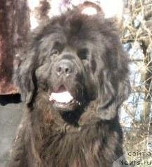 Фото: ньюфаундленд Plyushevaya Panda Nikolleta (Плюшевая Панда Николлета)