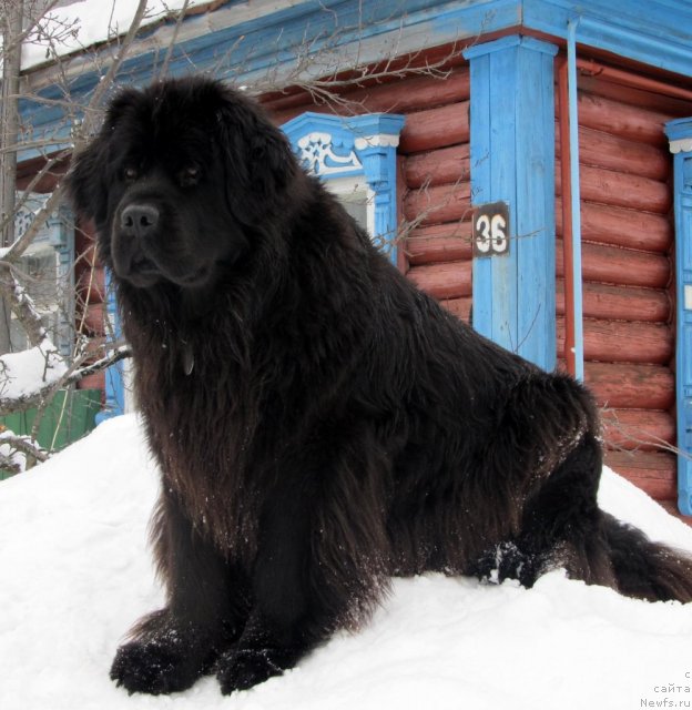 Фото: ньюфаундленд Potap Felicia (Потап Фелиция)