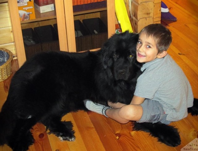 Фото: ньюфаундленд Potap YA (Потап Я)