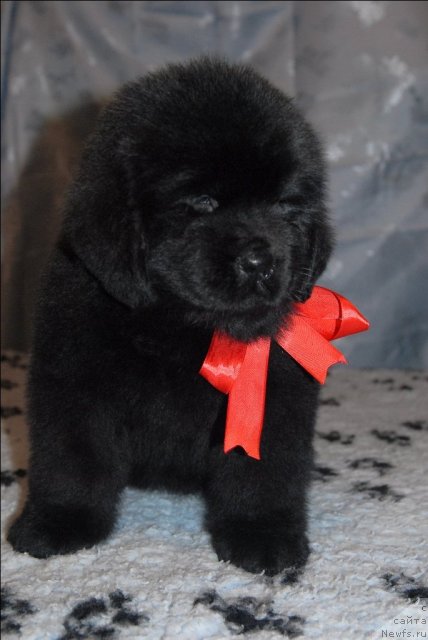 Фото: ньюфаундленд Sent Djons Handsel for Me (Сент Джонс Хендсел фо Ми)