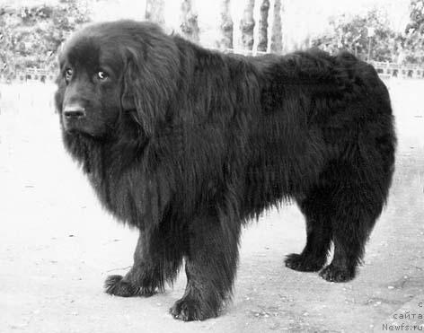 Фото: ньюфаундленд Antey CHerle (Антей Черле)