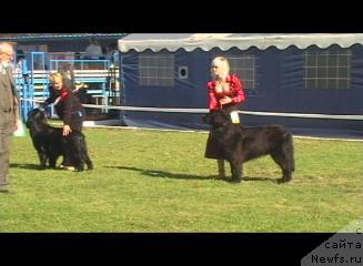 Фото: ньюфаундленд Metelitsa Iz Hizhiny Dyadi Dzheri (Метелица из Хижины Дяди Джери), ньюфаундленд Brenda Kara Deniz (Бренда Кара Дениз)