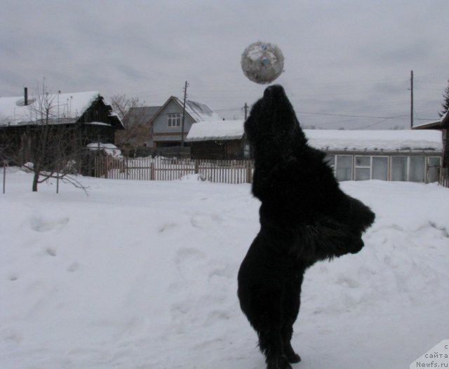 Фото: ньюфаундленд Ivan Tsarevich iz Tihogo Omuta (Иван Царевич из Тихого Омута)