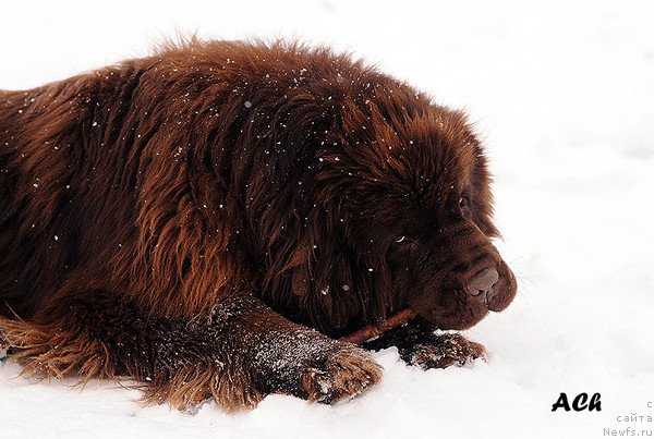 Фото: ньюфаундленд Zefir v SHokolade iz Carstva Medvedey (Зефир в Шоколаде из Царства Медведей)