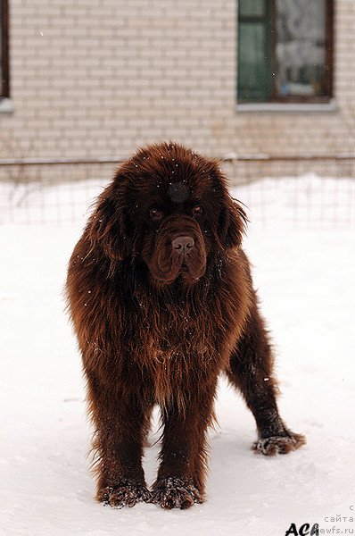 Фото: ньюфаундленд Zefir v SHokolade iz Carstva Medvedey (Зефир в Шоколаде из Царства Медведей)