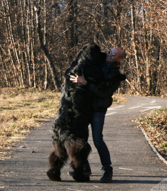 Фото: ньюфаундленд Black Clouds Criminal Minds at Stealbears