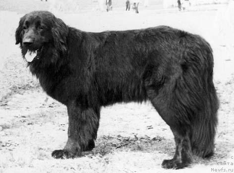 Фото: ньюфаундленд Bekki CHinas (Бекки Чинас)