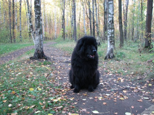 Фотография № 58701