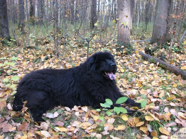 Фотография № 58703