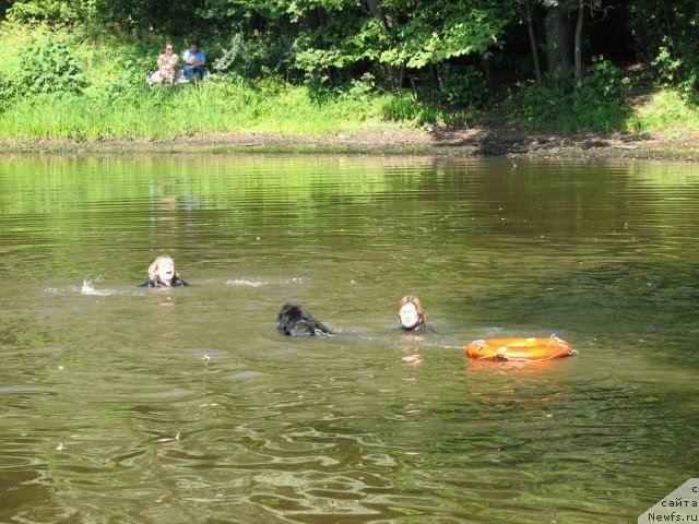 Фото: ньюфаундленд Smigar Talara (Смигар Талара), Ol'ga Koroleva (Ольга Королева), Kseniya Semikova (Ксения Семикова)