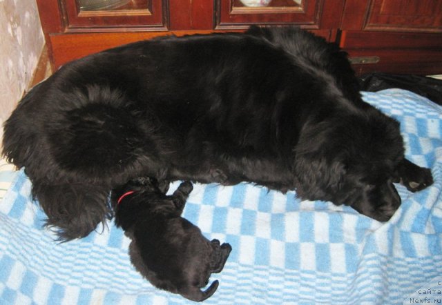 Фото: Черная сука от, ньюфаундленд Borntobe Like Sam iz Volotova, ньюфаундленд Beguschaya po Volnam VIP (Бегущая по Волнам Вип)