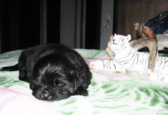 Фотография № 58718