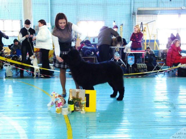 Фото: ньюфаундленд Ih Visochestvo Gloria Airis (Их Высочество Глория Айрис)