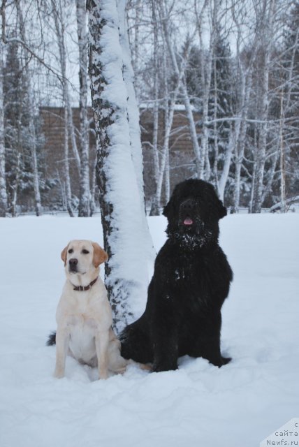 Фото: ньюфаундленд Formula Lyubvi ot Sibirskogo Medvedya (Формула Любви от Сибирского Медведя), Зара