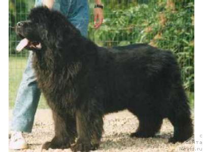 Фото: ньюфаундленд Joringel Christmas Carol