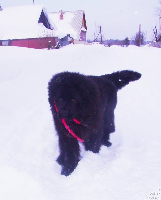 Фото: ньюфаундленд Ih Vyisochestvo Vladlena Madjiks (Их Высочество Владлена Маджикс)