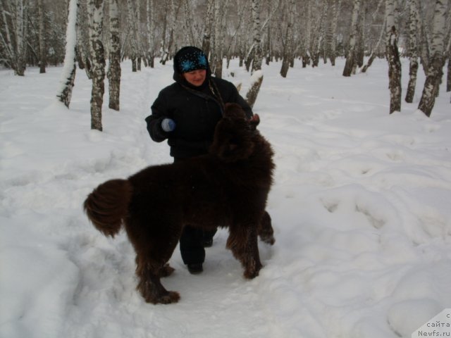 Фото: ньюфаундленд CHernyiy SHarm Amber Best Dog FO Marleon (Черный Шарм Амбер Бест Дог ФО Марлеон), Tat'yana SHayduk (Татьяна Шайдук)