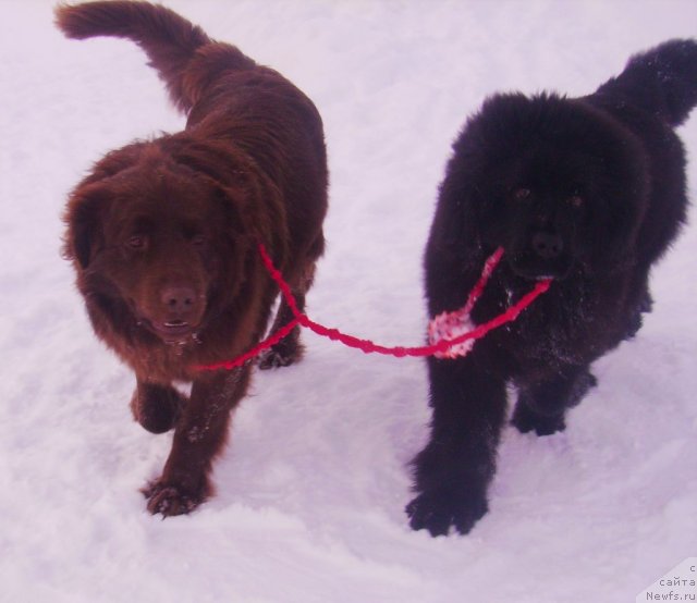 Фото: ньюфаундленд Ih Vyisochestvo Vladlena Madjiks (Их Высочество Владлена Маджикс)