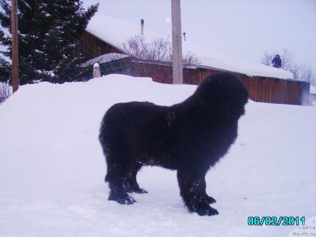 Фото: ньюфаундленд Ih Vyisochestvo Vladlena Madjiks (Их Высочество Владлена Маджикс)