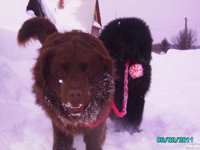 Фото: ньюфаундленд Ih Vyisochestvo Vladlena Madjiks (Их Высочество Владлена Маджикс)