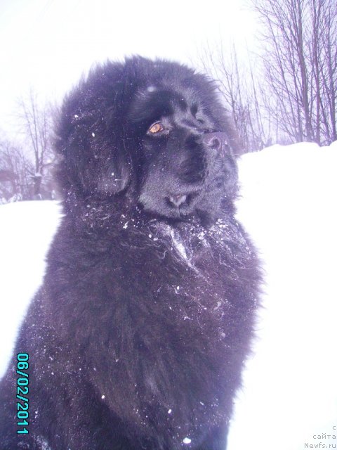 Фото: ньюфаундленд Ih Vyisochestvo Vladlena Madjiks (Их Высочество Владлена Маджикс)