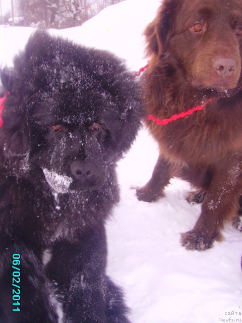 Фото: ньюфаундленд Ih Vyisochestvo Vladlena Madjiks (Их Высочество Владлена Маджикс)