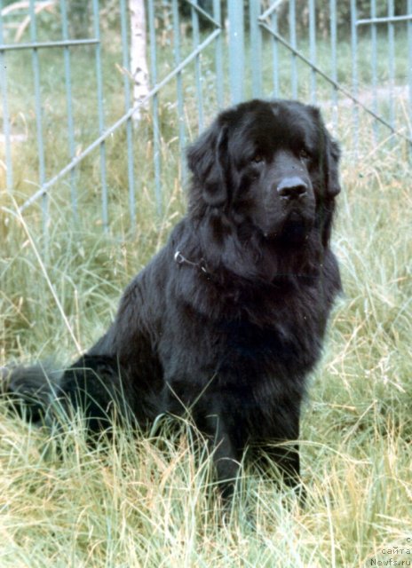 Фото: ньюфаундленд Esaul (Есаул)