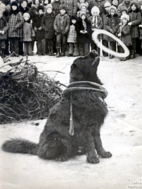 Фото: ньюфаундленд Leon (Леон)