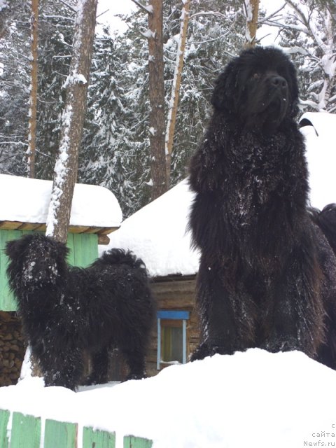 Фото: ньюфаундленд Baryishnya (Барышня), Ефросинья
