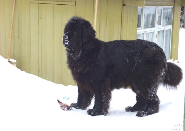 Фото: ньюфаундленд Akin Soul Sofiya (Акин Соул София)