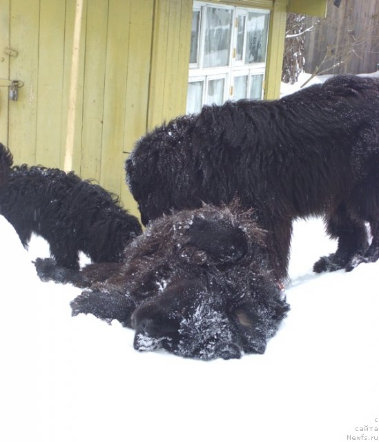 Фото: ньюфаундленд Akin Soul Sofiya (Акин Соул София), ньюфаундленд Baryishnya (Барышня)