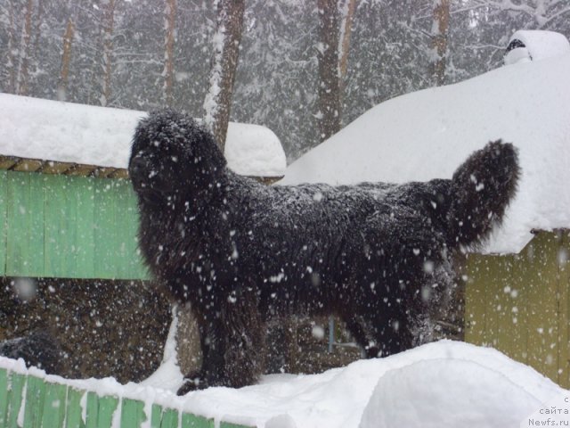Фото: ньюфаундленд Akin Soul Sofiya (Акин Соул София)