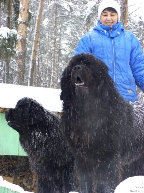 Фото: ньюфаундленд Andjel Viktorius (Анджел Викториус), Galiya Gizatullina (Галия Гизатуллина)