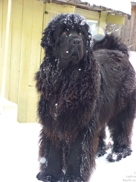 Фото: ньюфаундленд Baryishnya (Барышня)