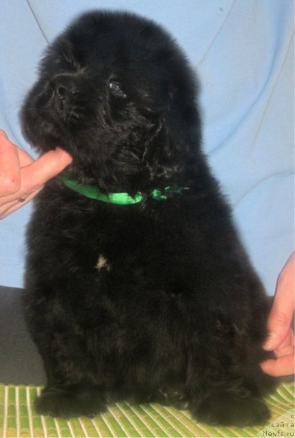 Фото: ньюфаундленд Uyutnaya Dolina Bibigon Breyv Kid (Уютная Долина Бибигон Брейв Кид)