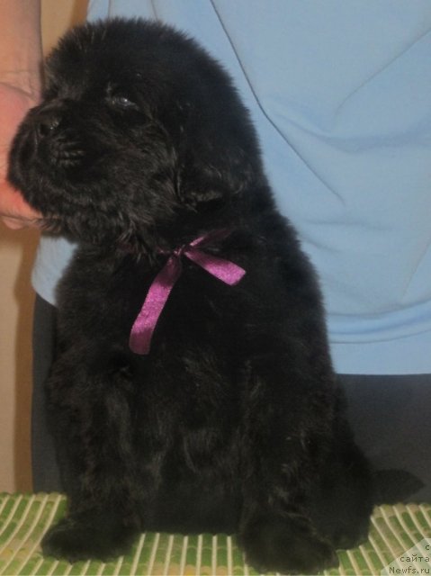 Фото: ньюфаундленд Uyutnaya Dolina Big Bar Of Gold (Уютная Долина Биг Бар Оф Голд)