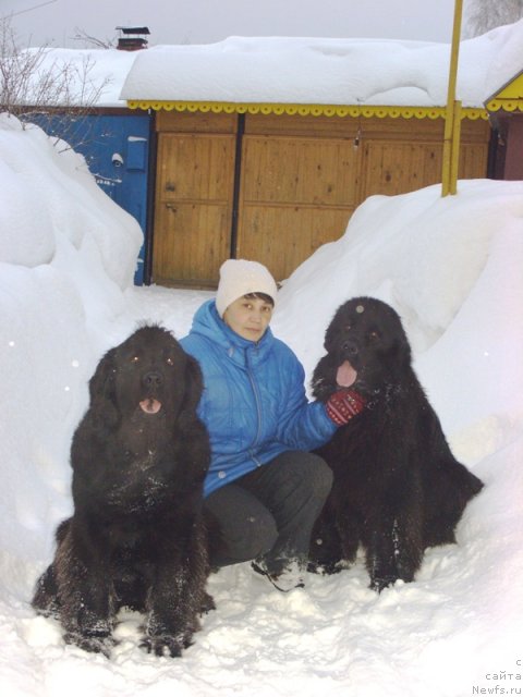 Фото: ньюфаундленд Lesnaya Skazka Lunnaya Sonata (Лесная Сказка Лунная Соната), ньюфаундленд Baryishnya (Барышня), Galiya Gizatullina (Галия Гизатуллина)
