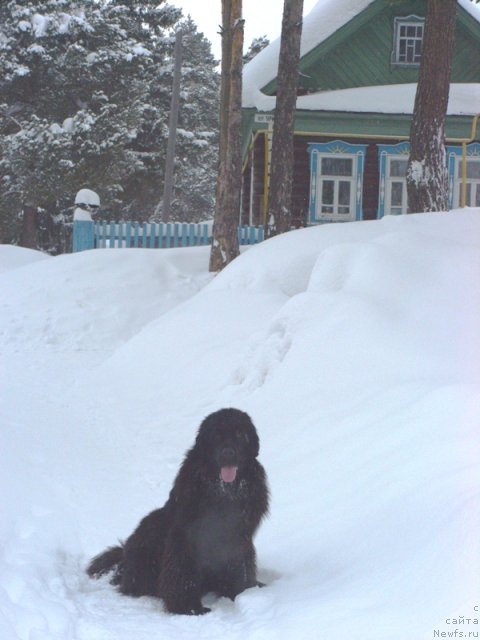 Фото: ньюфаундленд Baryishnya (Барышня)