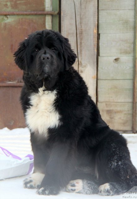 Фото: ньюфаундленд Ikona Stilya (Икона Стиля)