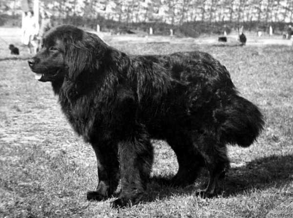 Фото: ньюфаундленд Jolli Jakol'd (Жолли Жакольд)